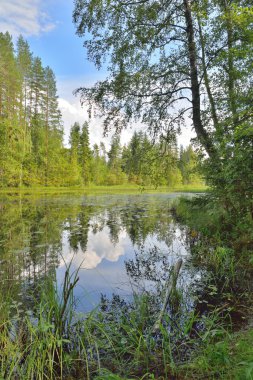 Orman Sunny ağaçlarının dalları aracılığıyla nehir manzarası