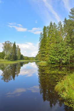 Mavi gökyüzü, çam ağaçları ve çalılıkları ile bir nehir manzara