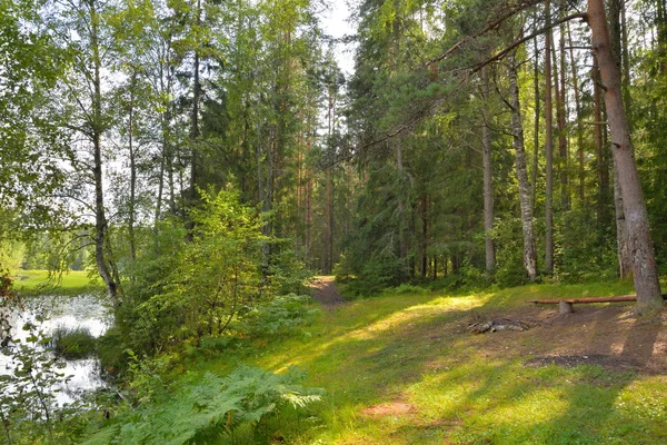 Край леса на берегу реки в летнее время — стоковое фото