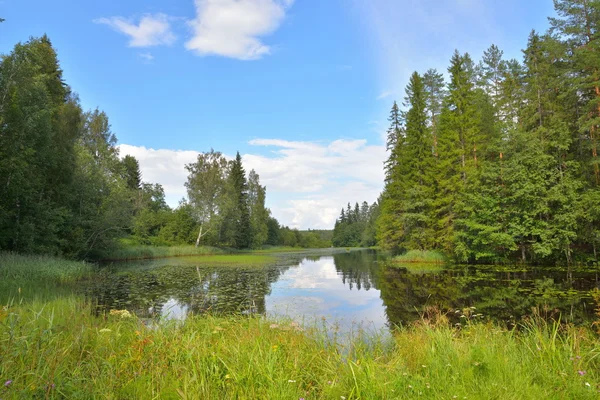 Landscape with blue sky, pine trees and a river with thickets of — Stock Photo, Image