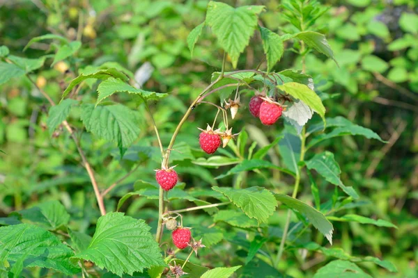 Gree の背景の赤い果実とラズベリーの枝 — ストック写真