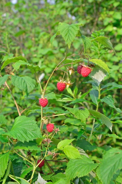 Gree の背景の赤い果実とラズベリーの枝 — ストック写真