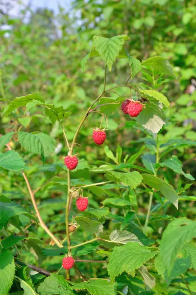 Branch of raspberry with the red berries on a background of gree — Stock Photo, Image