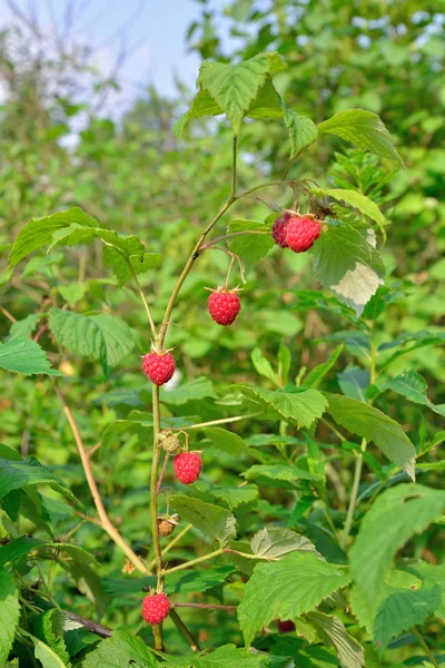 Red raspberries on a branch against the sky on a Sunny day — Stock Photo, Image