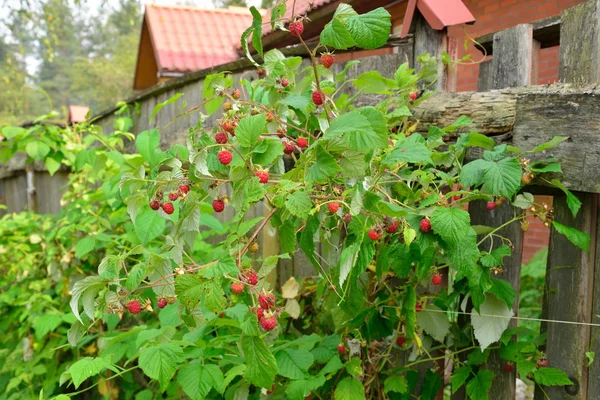 Hallon Bush med mogna bär i planket — Stockfoto