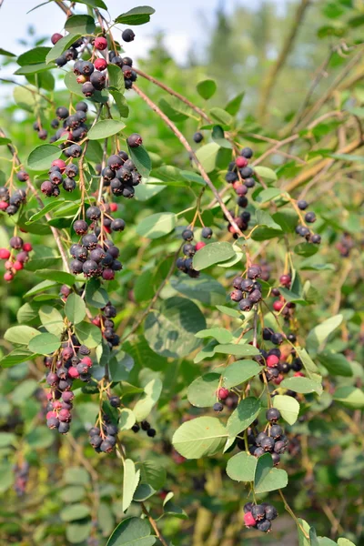 ザイフリボク属 - 日当たりの良い d で熟した果実とカリンカーの茂み — ストック写真