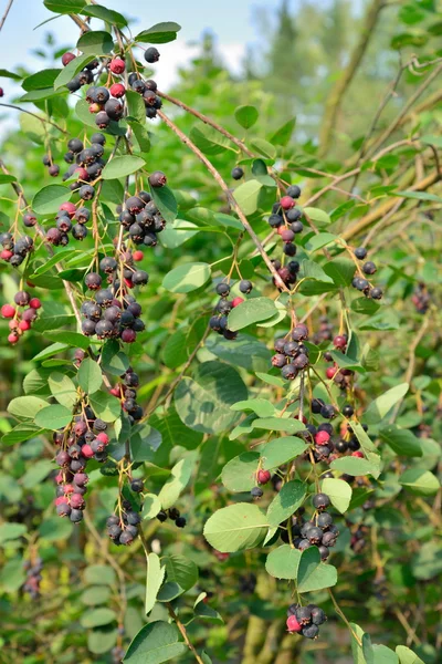 Buskarna av amelanchier - karinka med mogna bär i soliga d — Stockfoto