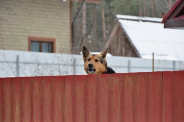 Çoban köpeği etrafında çit bakmak