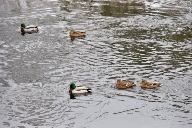 Ördekler açık denizde yüzmek