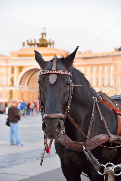 Portrait of a horse on the background of the Headquarters  Arch Stock Image