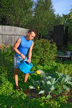 A slim young man watering the cabbage in the garden on the plot 