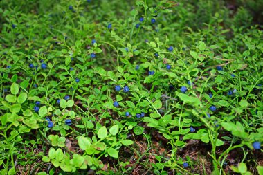 Woods ve lots-in mavi olgun yaban mersini blueberry çalıların