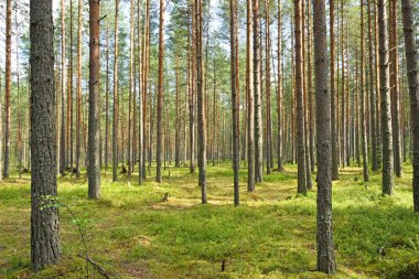 Açık çam ormanıyla yaban mersini çalılar ve yosun yeşili bir güneşli yaz gününde