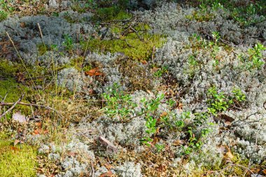 Bir çalı yabanmersini üzerinde beyaz ve yeşil yosun güneşli bir günde bir ormanda genç bitki ve kuru ot