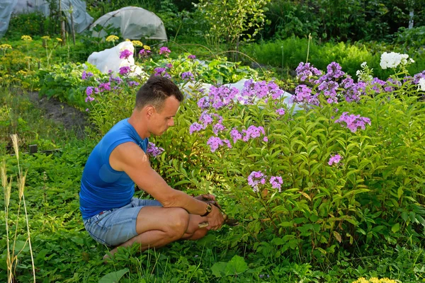 Un joven corta el Phlox en la trama en el verano en un Sunny — Foto de Stock