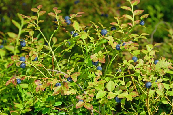 El arándano Bush con bayas en un soleado día de verano horizontalmente — Foto de Stock