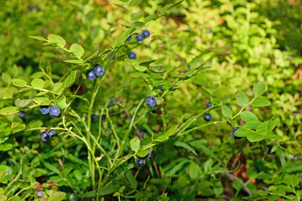 Blåbär Bush täckt med mogna bär i strålar från solen i skogen — Stockfoto