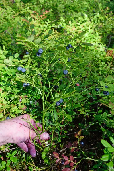 The blueberry Bush covered with ripe berries in the rays of the sun in the forest in the hand of the collector of berries