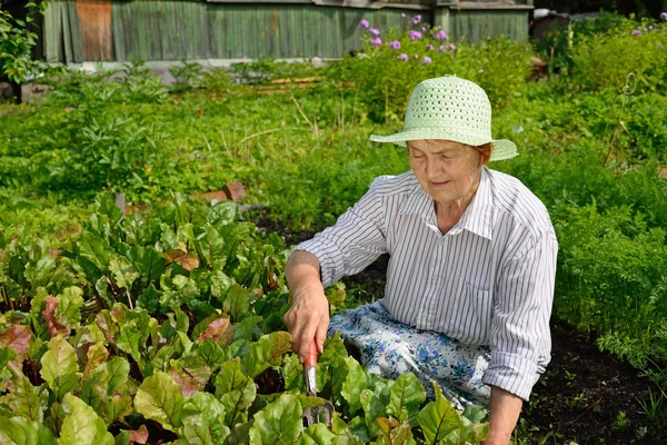 Sorrindo idosa terra Spud feminino no jardim com beterrabas jovens — Fotografia de Stock