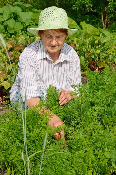 Anciana sonriente mujer deshierbe una fila de zanahorias jóvenes — Foto de Stock