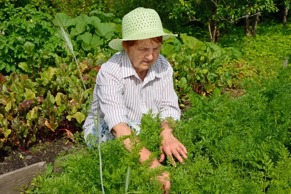 La mujer mayor se concentró en desmalezar el lecho de flores con zanahorias jóvenes — Foto de Stock