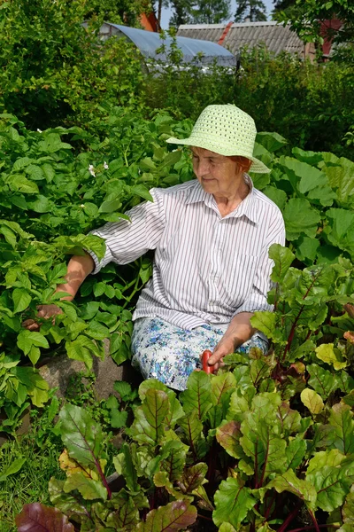 La anciana sonríe y admira las camas con remolachas jóvenes y papas — Foto de Stock