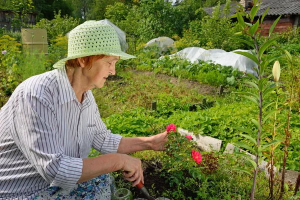 Uma mulher idosa perturba o chão ao redor das rosas do jardim anão — Fotografia de Stock