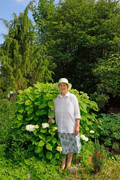 Пожилая женщина стоит рядом с большой гортензией Буш белый — стоковое фото