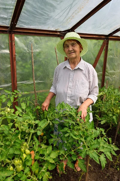 Пожилая женщина улыбается и стоит в оранжерее с выращиванием помидоров — стоковое фото