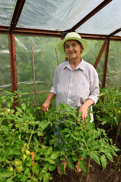 Mulher idosa sorrindo e em pé na estufa com o cultivo de tomates — Fotografia de Stock