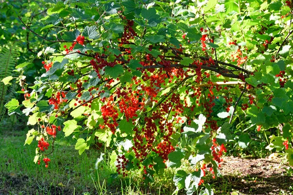 Branche de groseilles rouges dans les rayons lumineux du soleil — Photo