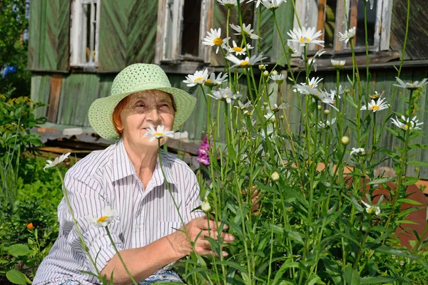 Anciana sonriente sentada cerca de un gran jardín de margaritas de Bush — Foto de Stock