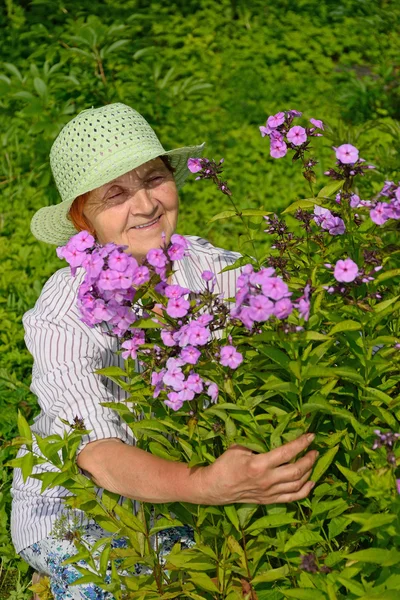 Idosos sorrindo mulher agachada perto de um Bush grande Phlox roxo — Fotografia de Stock