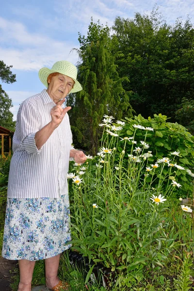 Пожилая женщина показывает Бушу большие садовые маргаритки в солнечный летний день в саду — стоковое фото
