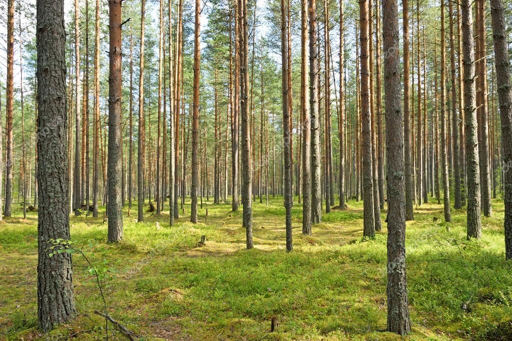 Легкие сосновый лес с кусты черники и зеленый мох в солнечный летний ...