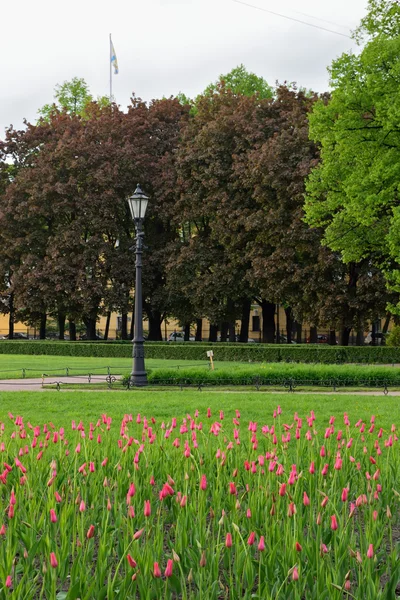 老式路灯, 在参议院广场上的公园里的粉红色郁金香 — 图库照片