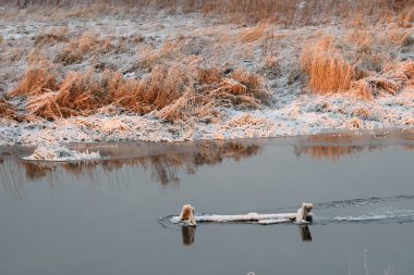 Nehir Kuru otların arasında kristalleri