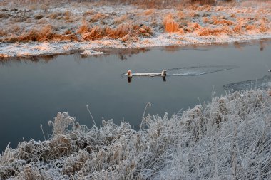 Nehir Kuru otların arasında kristalleri