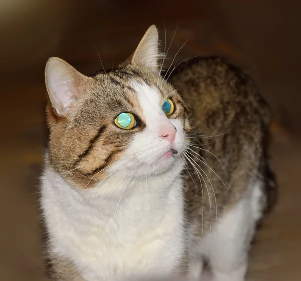 Triolor pruhovaná kočka vypadá na stranu s výrazným pohledem — Stock fotografie
