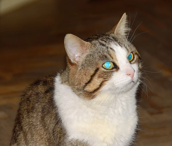 Tricolor kot pasiasty wygląd wyraziste spojrzenie na bok — Zdjęcie stockowe