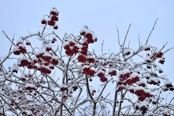 Kalina Bush s červenými třešněmi se sněhem — Stock fotografie