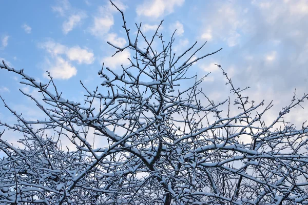 El manzano bajo la nieve — Foto de Stock