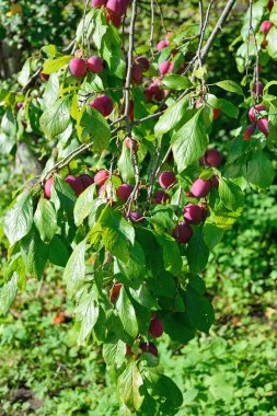 Olgun mavi Erik Bahçe Şubesi