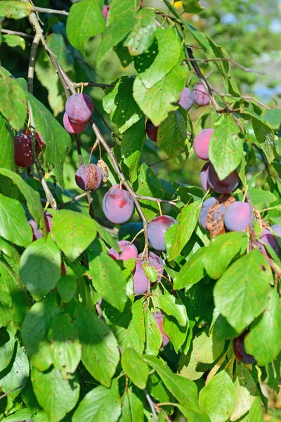 Gren av mogna blå plommon trädgården — Stockfoto