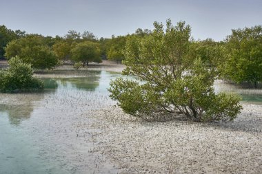 Abu Dabi 'deki Jubail Mangrove Parkı, Birleşik Arap Emirlikleri.                           