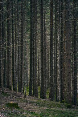 Avusturya Alplerinde mükemmel bir paralel çam ağacı gövdesi.                               