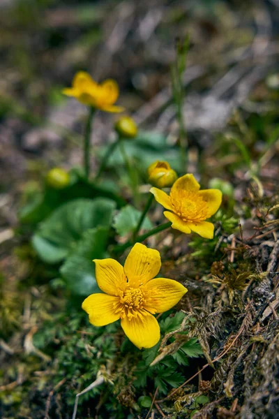 Flores Amarillas Austria Llamadas Caléndulas Pantano Alpino — Foto de Stock