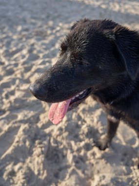 Plajda pembe dilini gösteren siyah bir köpek..                               