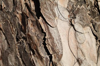 Ağaç kabuğu dokusunun yakın plan detaylı ilginç arkaplanlar