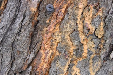 Ağaç kabuğu dokusunun yakın plan detaylı ilginç arkaplanlar